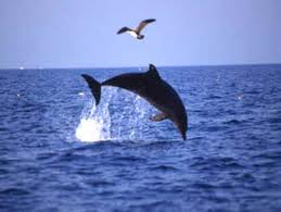 delfini